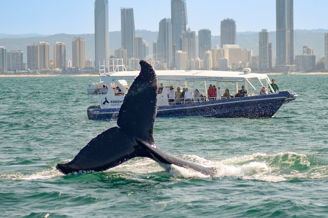 Gold Coast Whale Watching Cruise - The crew commentary: turning spouts into a story you understand