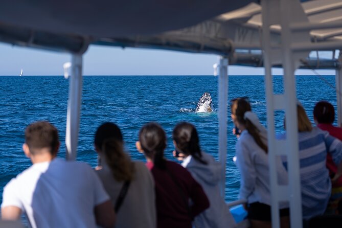 Gold Coast Whale Watching Cruise - Price and value: is $63.12 worth it?