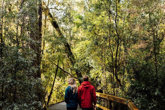 Gordon River Cruise departing from Strahan - The Gordon River Segment: Where the Quiet Motors Change Everything