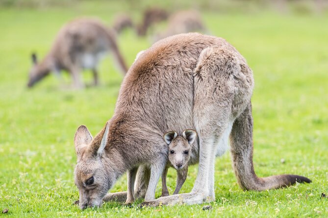Grampians National Park with MacKenzie Falls and Kangaroos - Melbourne to Beaufort: a long ride that works if you plan for it