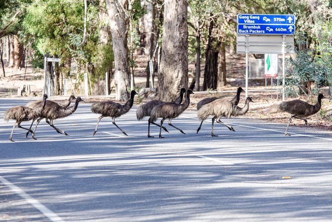 Grampians National Park with MacKenzie Falls and Kangaroos - Reed Lookout: Lake Wartook to Victoria Valley