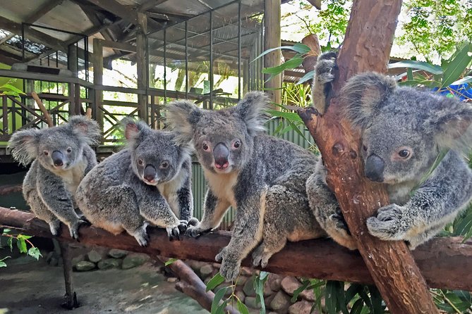 Grand Kuranda including Skyrail and Kuranda Scenic Railway - Australian Butterfly Sanctuary: 1 hour with 1500-plus butterflies