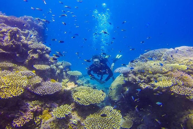 Great Barrier Reef Cruise from Townsville or Magnetic Island - Scuba Options: Certified Sessions and Intro Scuba for Newbies