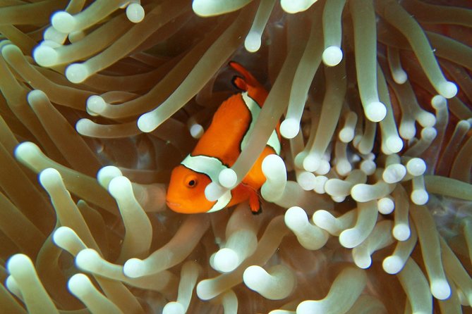 Great Barrier Reef Cruise from Townsville or Magnetic Island - Price and Value: Is $275.42 Really a Good Deal?