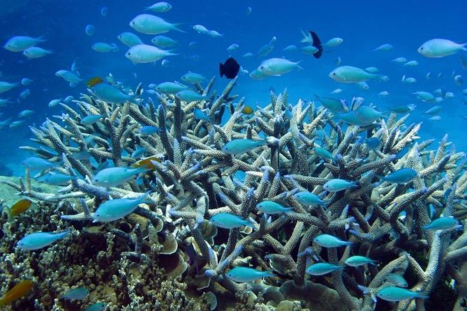 Great Barrier Reef Cruise from Townsville or Magnetic Island - Should You Book This Reef Cruise?