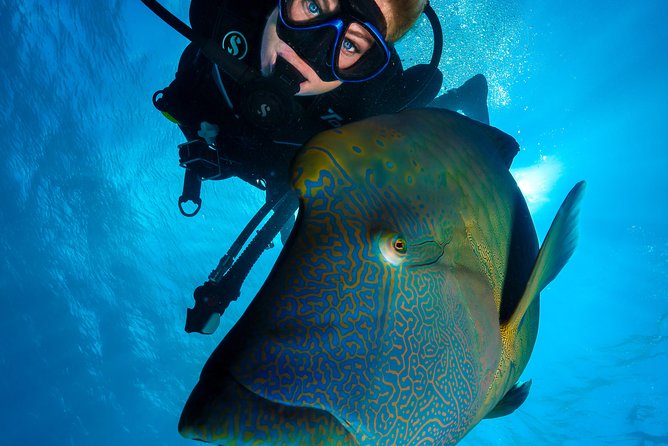 Great Barrier Reef Cruise - Gold Class VIP Lounge Package - Return to Cairns with Afternoon Tea, Cheese, Biscuits, and Wine
