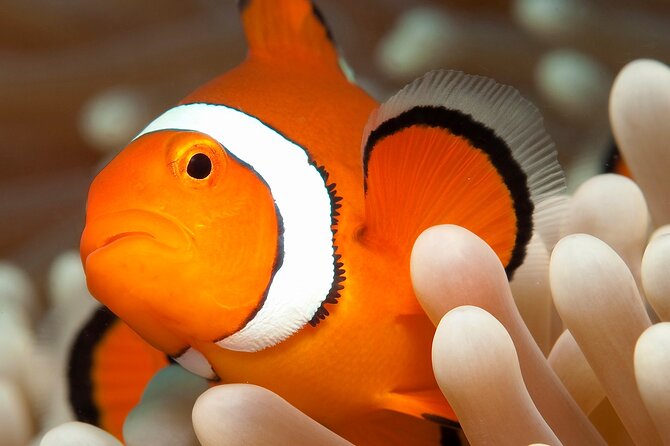 Great Barrier Reef Full Day Tour from Cairns - Who should book this reef day (and who should choose another option)