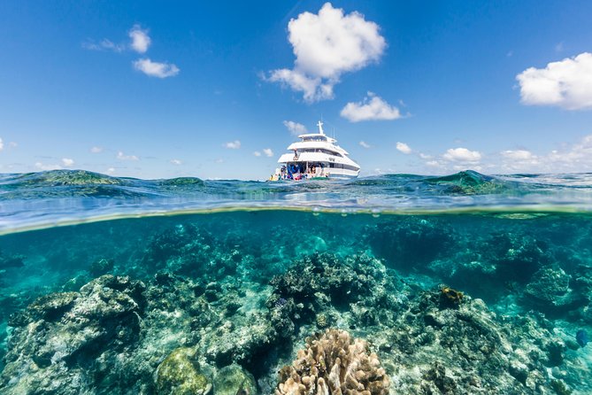 Great Barrier Reef Snorkeling and Diving Cruise from Cairns - Key Highlights You Should Know Before You Go