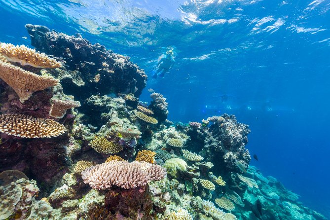 Great Barrier Reef Snorkeling and Diving Cruise from Cairns - Scuba Upgrade Options, Intro Sessions, and the Rules You Cannot Ignore