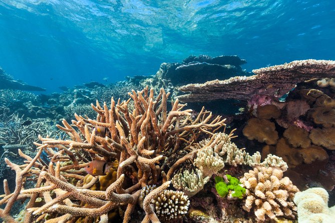 Great Barrier Reef Snorkeling and Diving Cruise from Cairns - On the Way Back: Afternoon Tea, a Glass of Wine, and Live Music