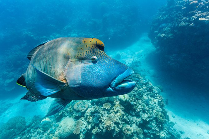 Great Barrier Reef Snorkeling and Diving Cruise from Cairns - Price and Value: What $190.07 Buys You on This Reef Day