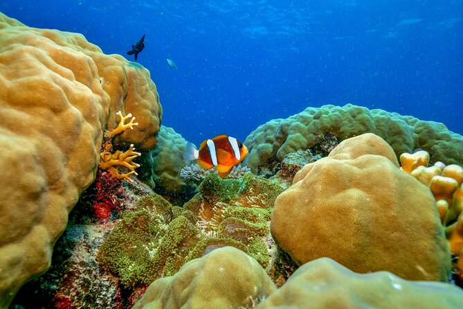 Great Barrier Reef with Cultural Guides-Dreamtime Dive & Snorkel - Meals, snacks, and the small on-boat wins