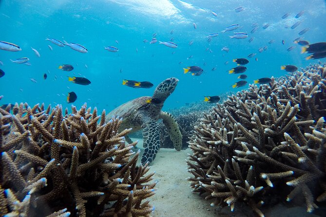 Great Keppel Island Adventure Tour - Snorkel and Boomnet - Island time: trails, village area, and a beach reset