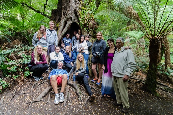 Great Ocean Road 12 Apostles & Rainforest Walk with Morning Tea - Great Otway National Park Rainforest Walk You Will Remember