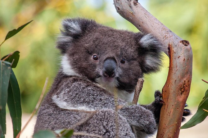 Great Ocean Road and Wildlife Tour for Backpackers aged 18-35 - Key points before you go