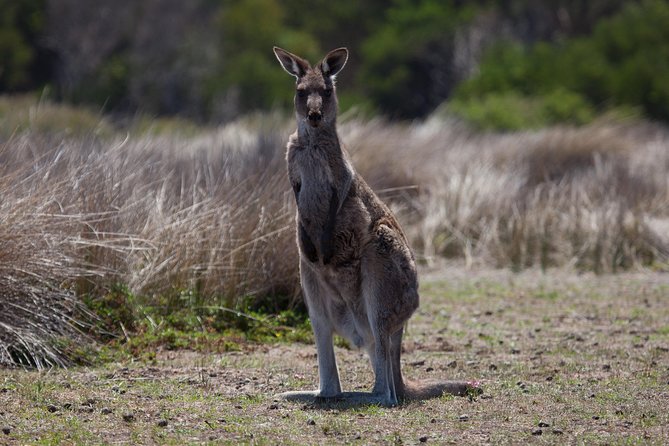 Great Ocean Road and Wildlife Tour for Backpackers aged 18-35 - Port Campbell National Park: 12 Apostles time without rushing