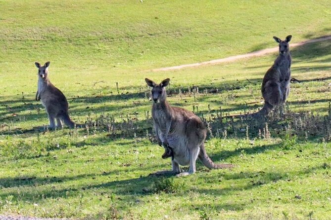 Great Ocean Road and Wildlife Tour for Backpackers aged 18-35 - Kennett River and Lorne Pier: the wildlife and the 360 views