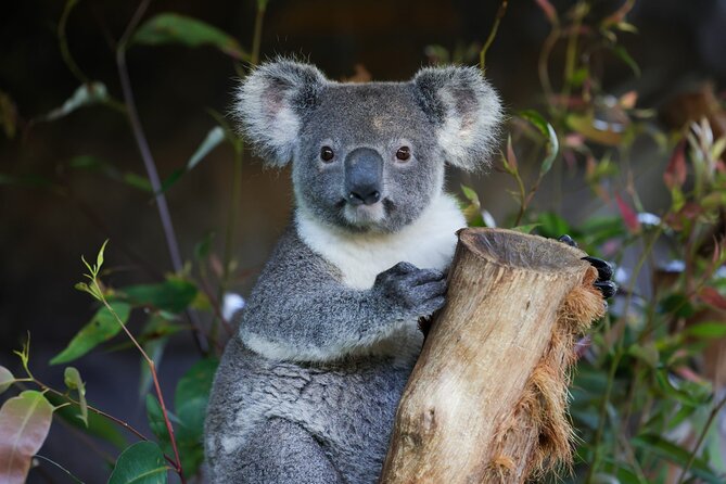 Great Ocean Road Reverse Tour with Iconic Stops & Wildlife - Key highlights to know before you go