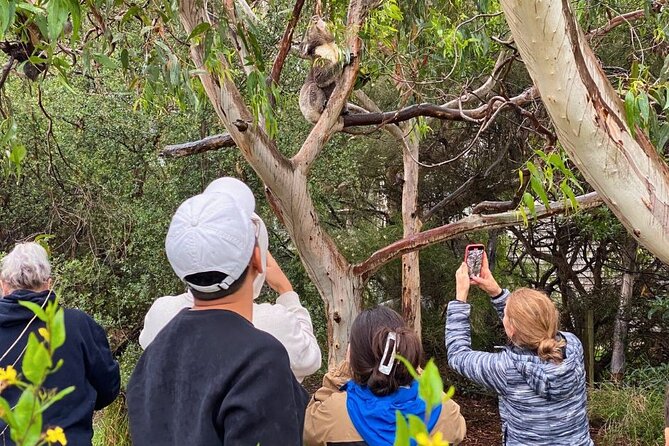 Great Ocean Road Small-Group Eco Tour from Melbourne - Great Otway National Park rainforest walk: the calm break