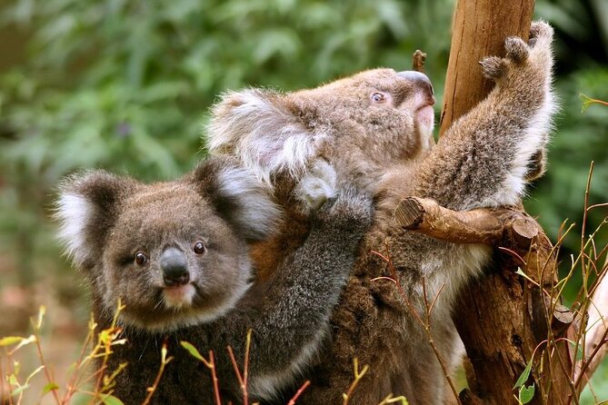 Great Ocean Road Small-Group Eco Tour from Melbourne - Loch Ard Gorge and the Shipwreck Coast stories