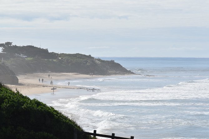 Great Ocean Road Tour Plus Koalas, Forest Walk and Morning Tea - Kennett River for Koalas and Parrots: The Wildlife Moment