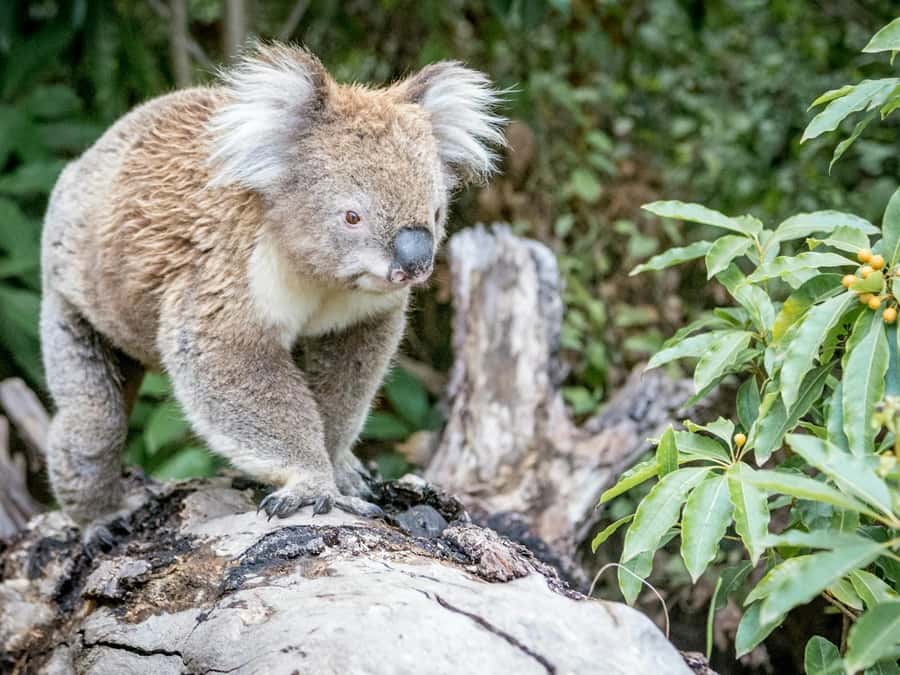 Great Ocean Road Tour PRIVATE LUXURY-FREE entry,hotel pickup - From Colac to Mutton Bird Lookout and Razorback views