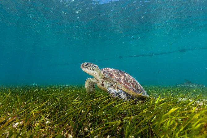 Green Island Day Trip from Cairns - Why Green Island Works As A Cairns Reef Escape
