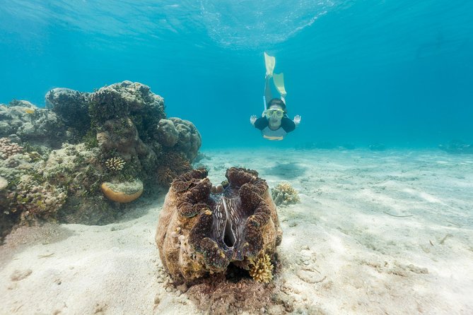 Green Island Day Trip from Cairns - Underwater Options That Let You Match Your Comfort Level