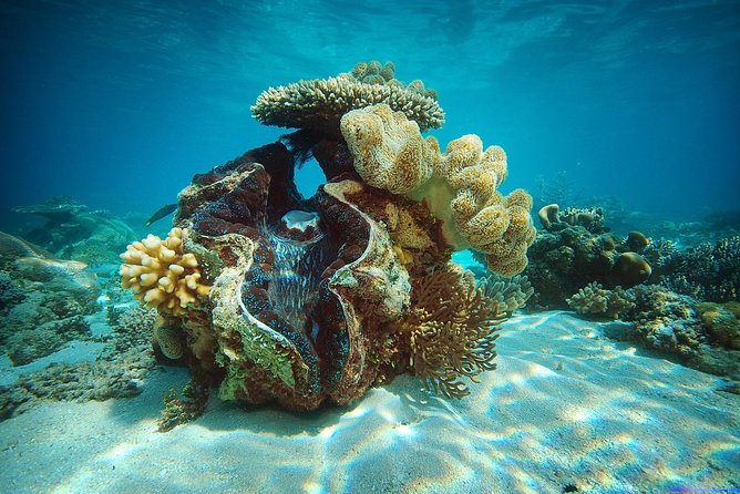 Green Island Half-Day Trip from Cairns - Price and Value: Is $83.92 Per Person Fair for a Half-Day Reef Fix?