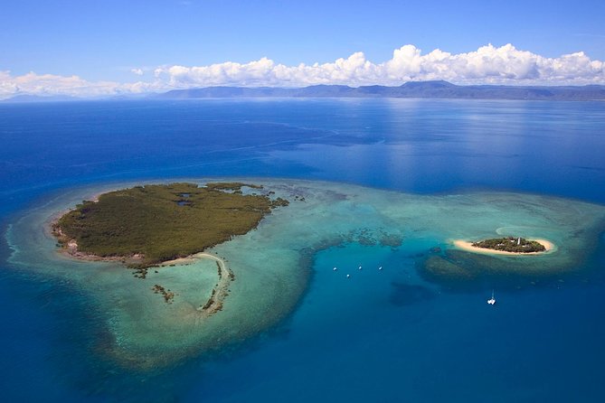 Half Day Low Isles Snorkelling Tour from Port Douglas - Marine life highlights: turtles, reef fish, sharks, and coral reality