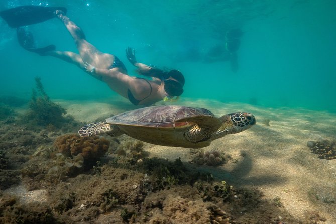 Half Day Low Isles Snorkelling Tour from Port Douglas - Price and value: is $175.72 worth a half-day?