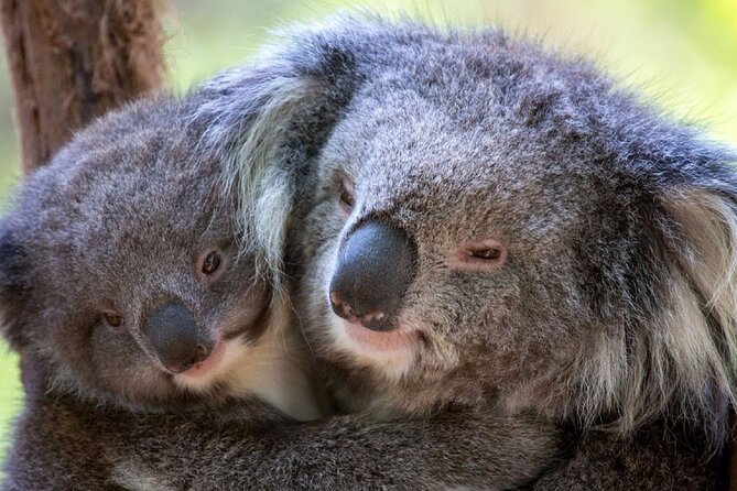 Half-Day or Full-Day Tour with Private Guide from Melbourne - Price and Value for a Group of Up to 7