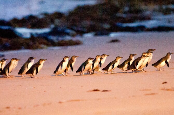 Half-Day or Full-Day Tour with Private Guide from Melbourne - Stop 2: The Great Ocean Road with Time for Real Views