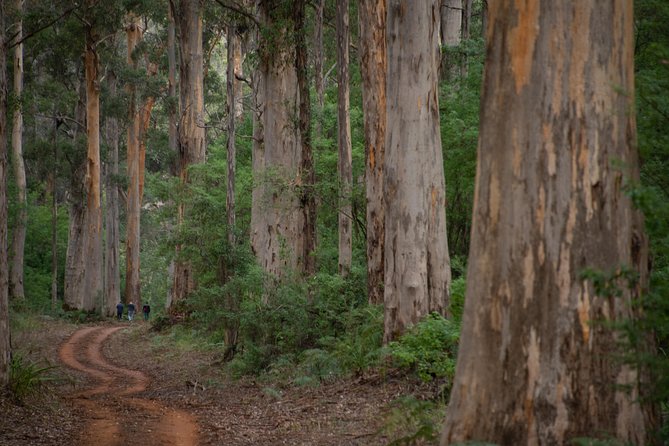 Half-Day Pemberton National Parks Beach and Forest Eco Adventure - Dead Man’s Lake in D’Entrecasteaux: a calmer pause in the action