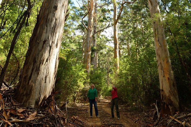 Half-Day Pemberton National Parks Beach and Forest Eco Adventure - Warren National Park back trails: old-growth Karri without the usual crowds