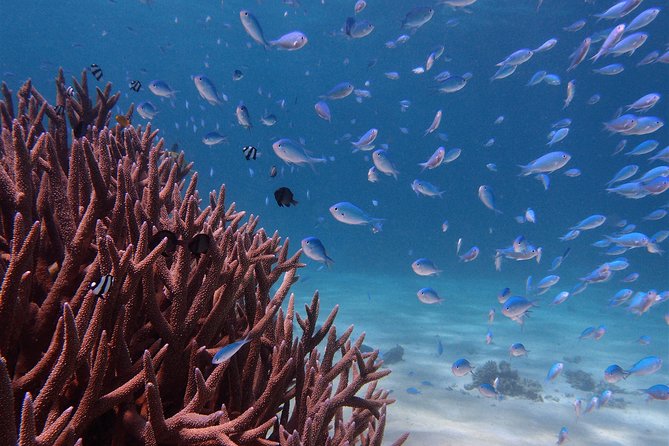 Half Day Snorkel 2.5hr Turtle Tour on the Ningaloo Reef, Exmouth - Key moments that make this tour worth your time