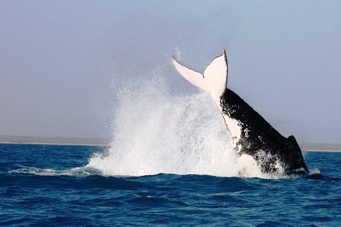 Half-Day Whale Watching Sunset Cruise from Broome - Broome’s whale season payoff, built around sunset