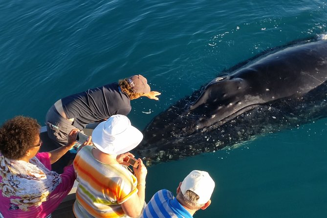 Half-Day Whale Watching Sunset Cruise from Broome - Who this cruise is best for, and who should think twice