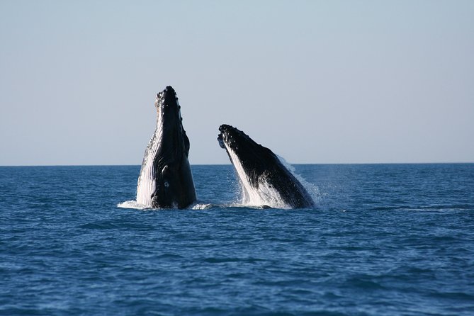 Half-Day Whale Watching Sunset Cruise from Broome - Ballena and the whale-viewing setup on the water
