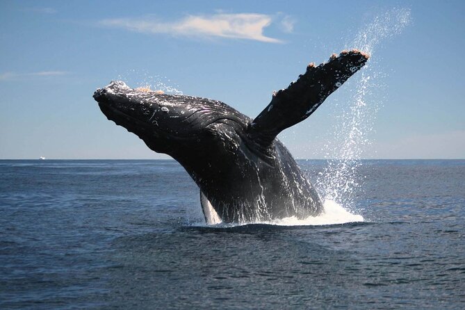 Half-Day Whale Watching Tour from Burnett Heads with Lunch - Key highlights worth your attention