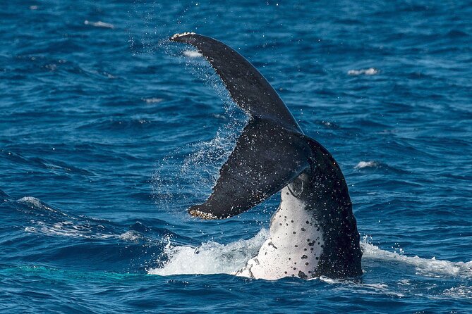 Half-Day Whale Watching Tour from Burnett Heads with Lunch - What a humpback encounter really feels like (and why the timing matters)