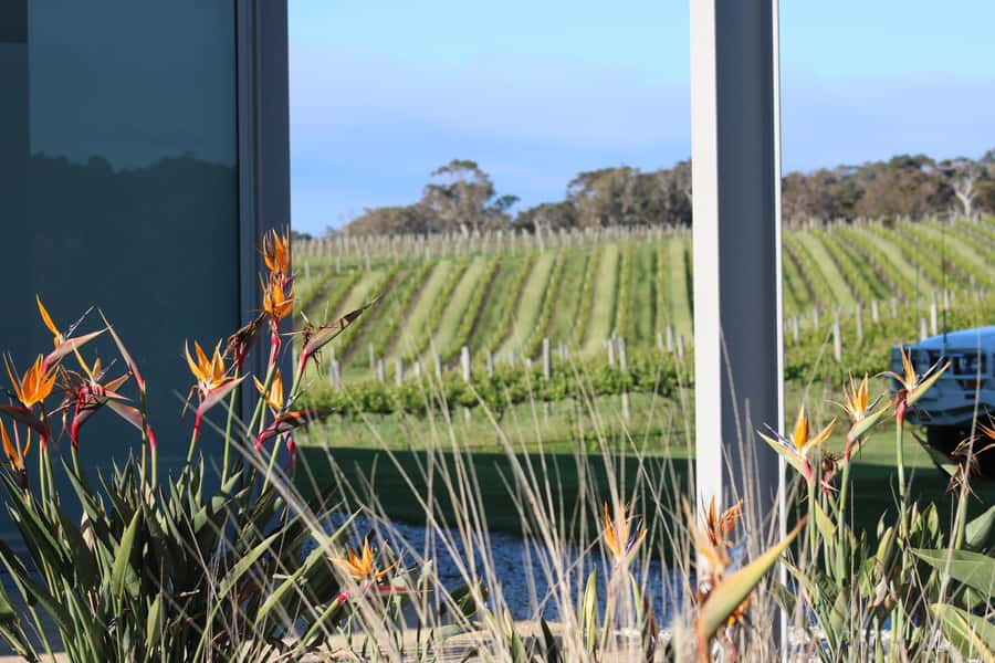 Half day Wine and Sights Discovery Tour Busselton - Wildlife Chances, Binocular Time, and Quick Photo Stops