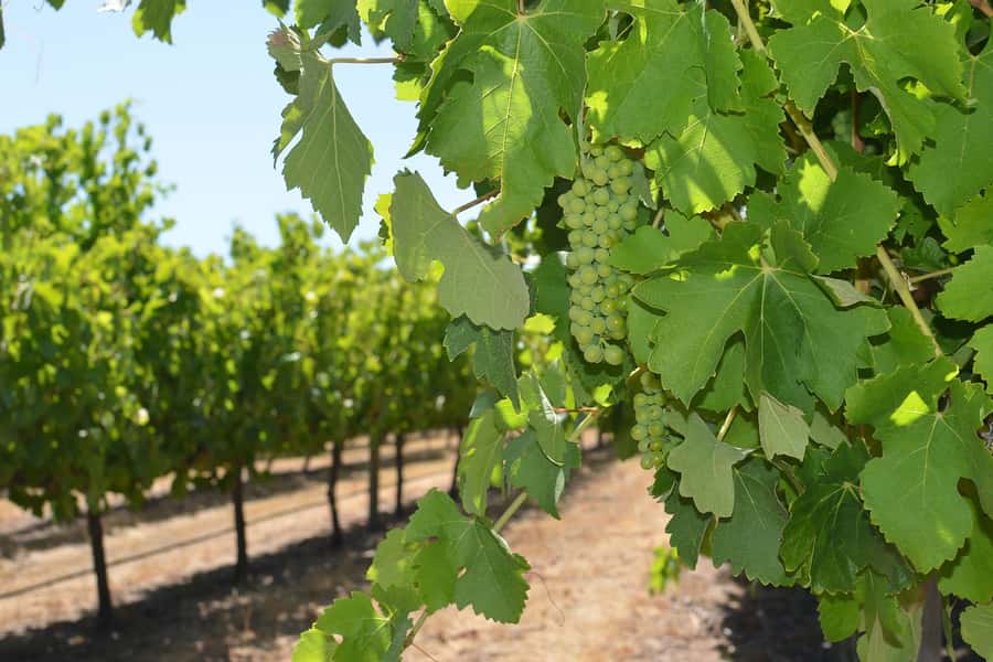 Half day Wine and Sights Discovery Tour Busselton - Should You Book This Half Day Wine and Sights Discovery Tour?