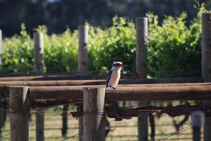 Half day Wine and Sights Discovery Tour Busselton - FAQ