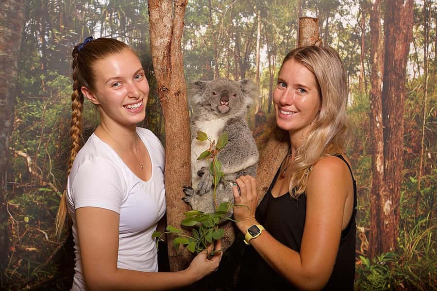 Hartley's Crocodile Adventures: Hartley's Koala Breakfast - Hartley’s Koala Breakfast at Wangetti: what makes it special