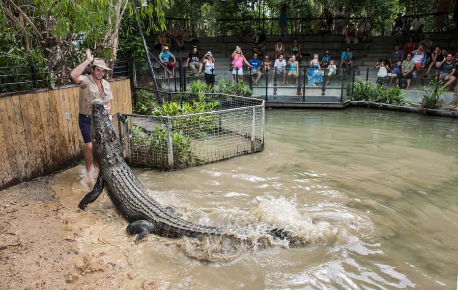 Hartley's Crocodile Adventures Park Entry - Key highlights you should know