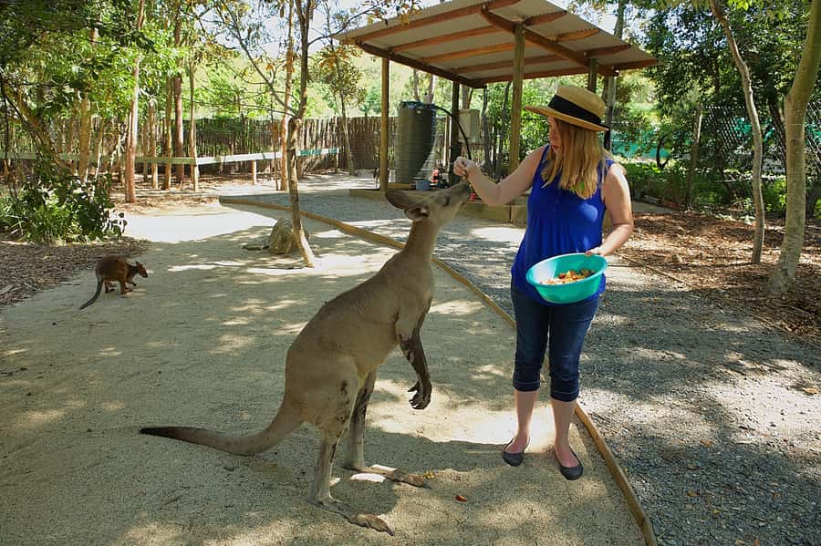 Hartley's Crocodile Adventures: Zootastic 5 + Entry Ticket - Key things to know before you go