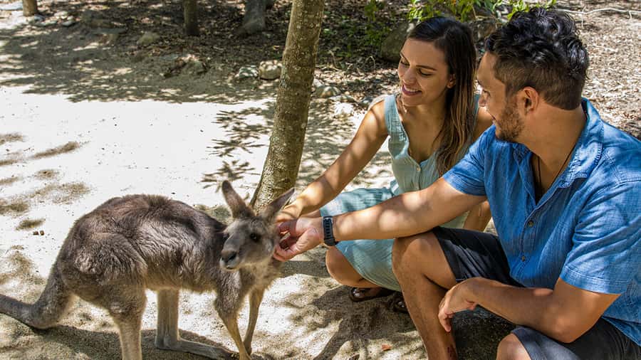 Hartley's Crocodile Adventures: Zootastic 5 + Entry Ticket - Cassowary, wombat, and the mix of friendly park animals