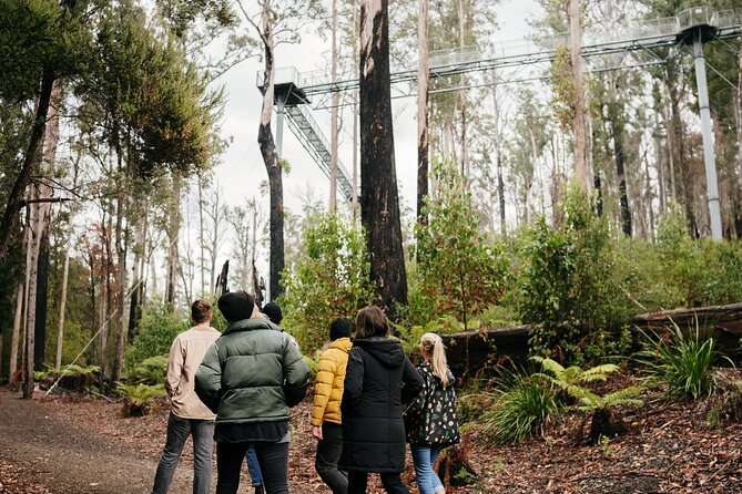 Hastings Caves, Tahune Airwalk and the Huon Tasting Trail - Key highlights before you go