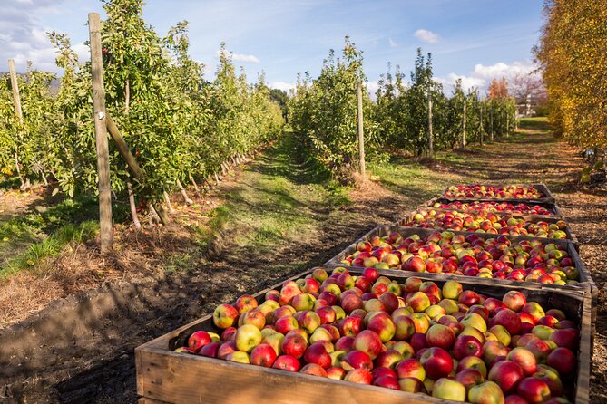 Hastings Caves, Tahune Airwalk and the Huon Tasting Trail - Who should book this tour from Hobart, and who might want a lighter day